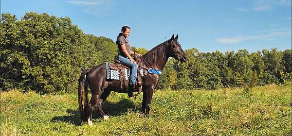 trained-gaited-horse-kentucky-mountain