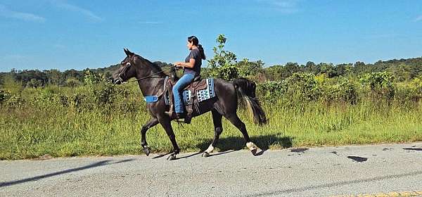 gaited-mare-kentucky-mountain-horse