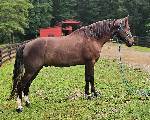 see-pictures-horse