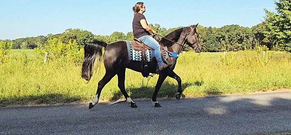 roan-see-pictures-horse