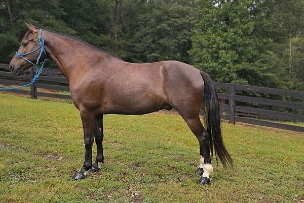 gaited-horse-kentucky-mountain
