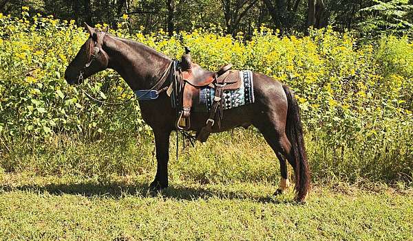 family-horse-kentucky-mountain