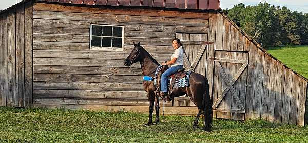 see-pictures-horse