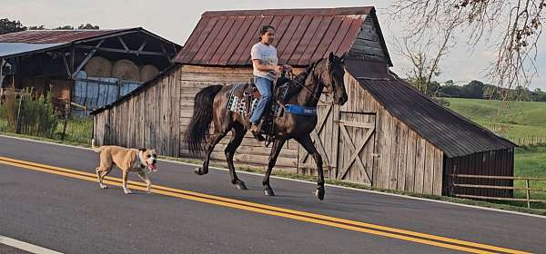 gaited-horse-tennessee-walking
