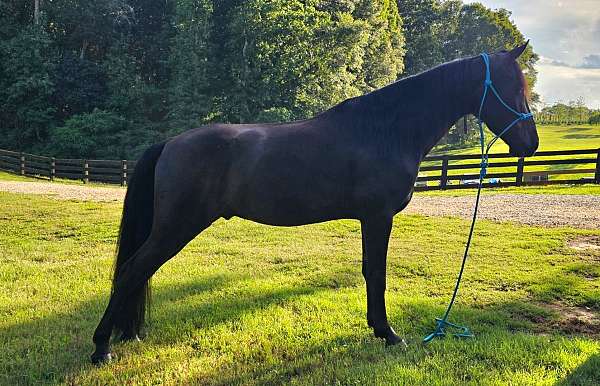 family-horse-tennessee-walking