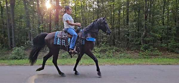 trail-gaited-horse-tennessee-walking