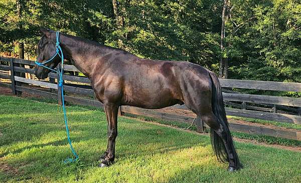 husband-safe-horse-tennessee-walking
