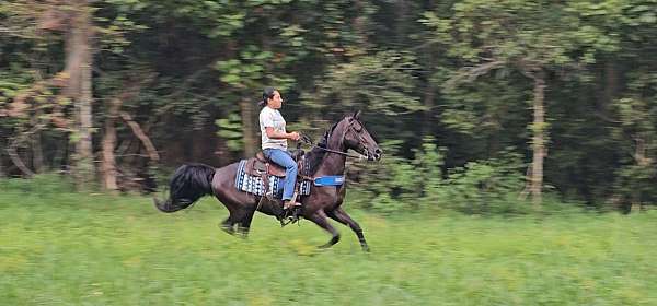rocky-mountain-tennessee-walking-horse