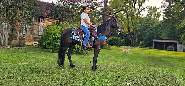 trained-gaited-horse-tennessee-walking