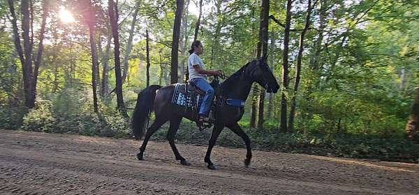gaited-mare-tennessee-walking-horse