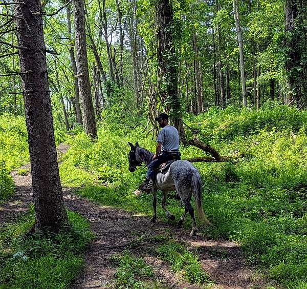 paso-fino-gelding