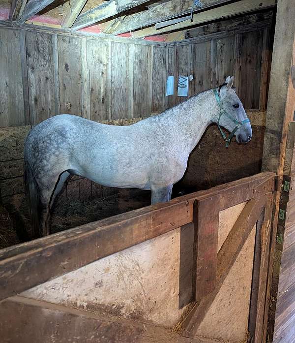 paso-fino-horse-for-sale