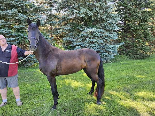 few-white-hairs-on-left-rear-ankle-horse