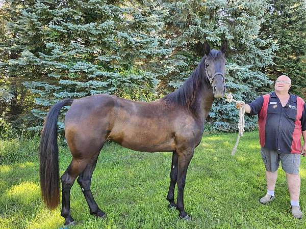black-few-white-hairs-on-left-rear-ankle-horse