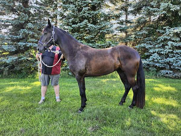 gental-mare