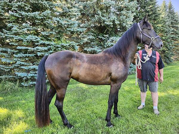 athletic-tennessee-walking-horse