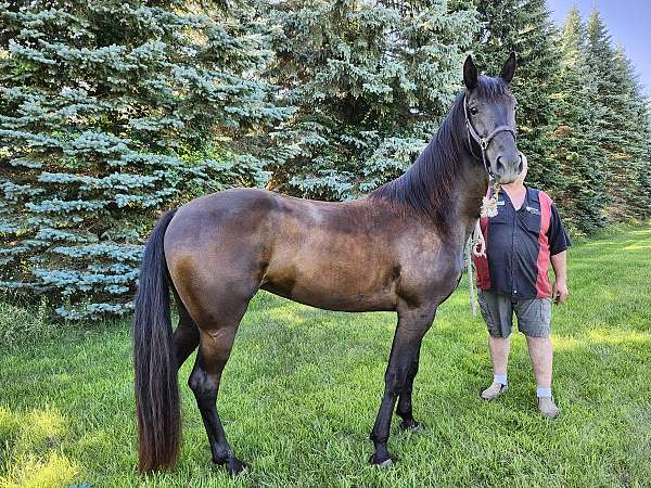 broodmare-tennessee-walking-horse