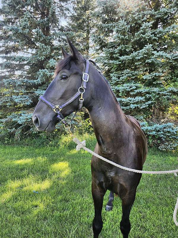 conformation-tennessee-walking-horse