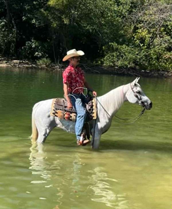 bid-arabian-horse