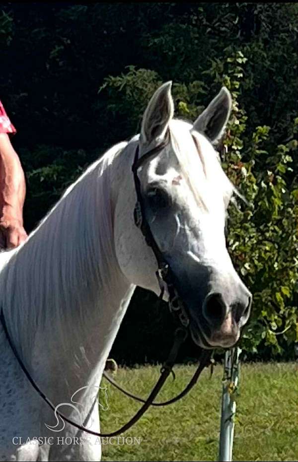 docs-arabian-horse