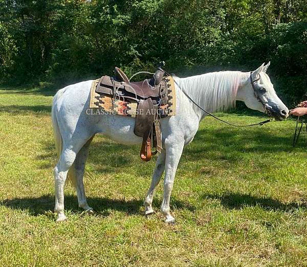 logs-arabian-horse