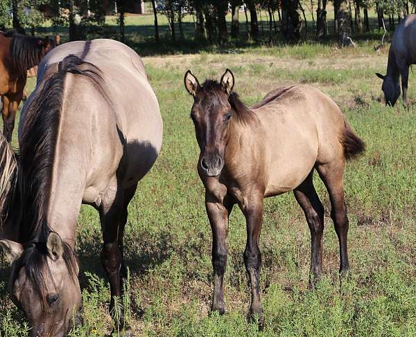 bueno-chex-ben-mark-quarter-horse