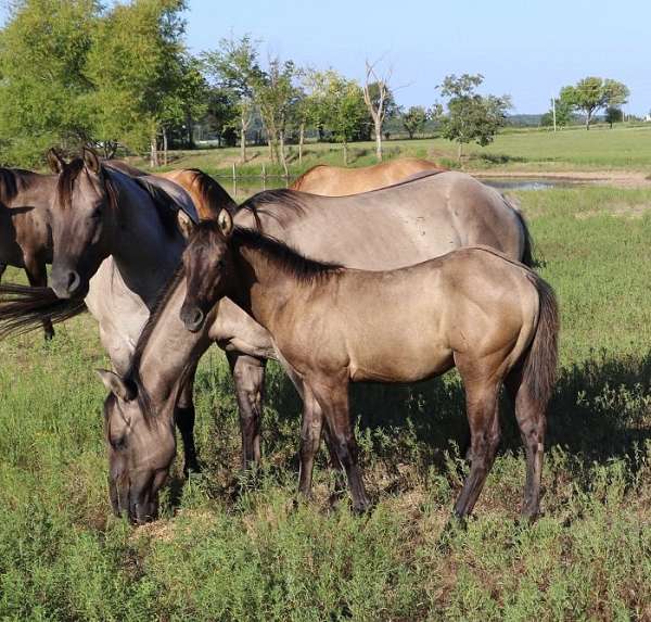 bueno-chex-ben-mark-horse