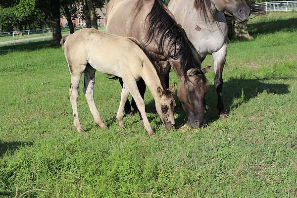 bueno-chex-ben-mark-filly-mare