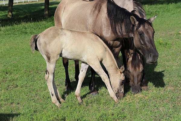 dun-factor-filly-mare