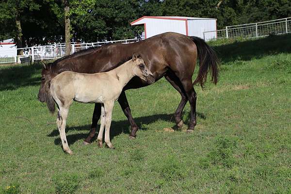 grulla-filly-mare-for-sale