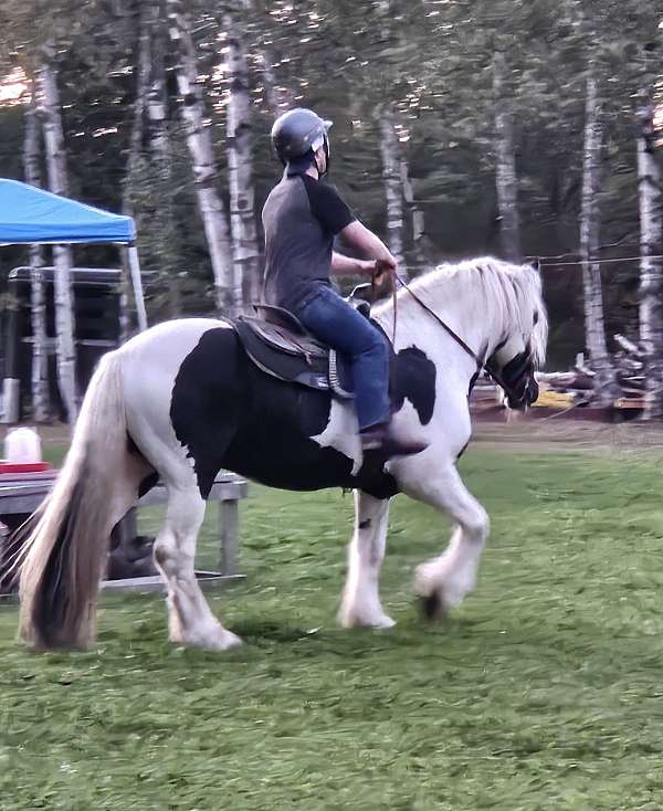 all-around-gypsy-vanner-horse