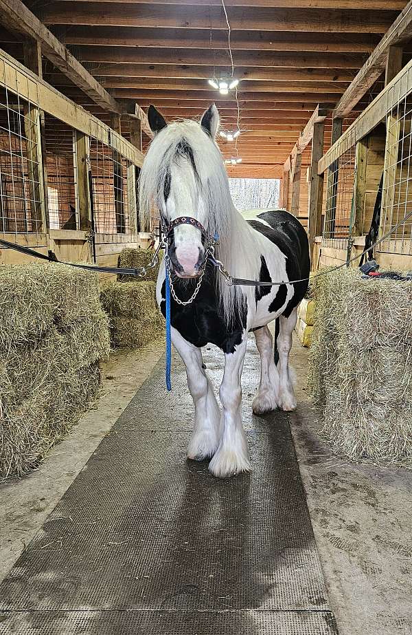 athletic-gypsy-vanner-horse