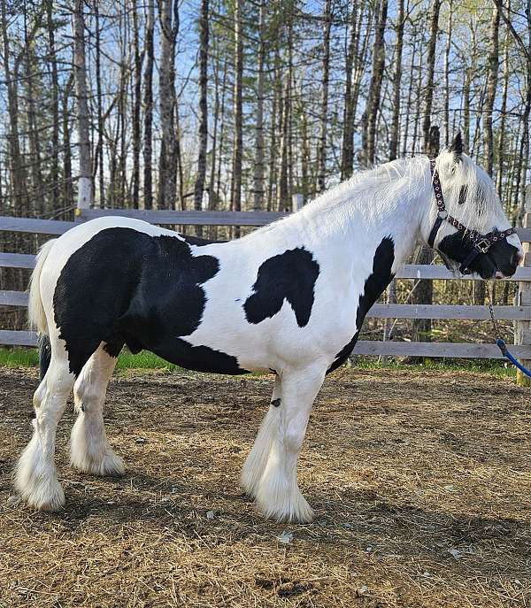 breeding-gypsy-vanner-horse