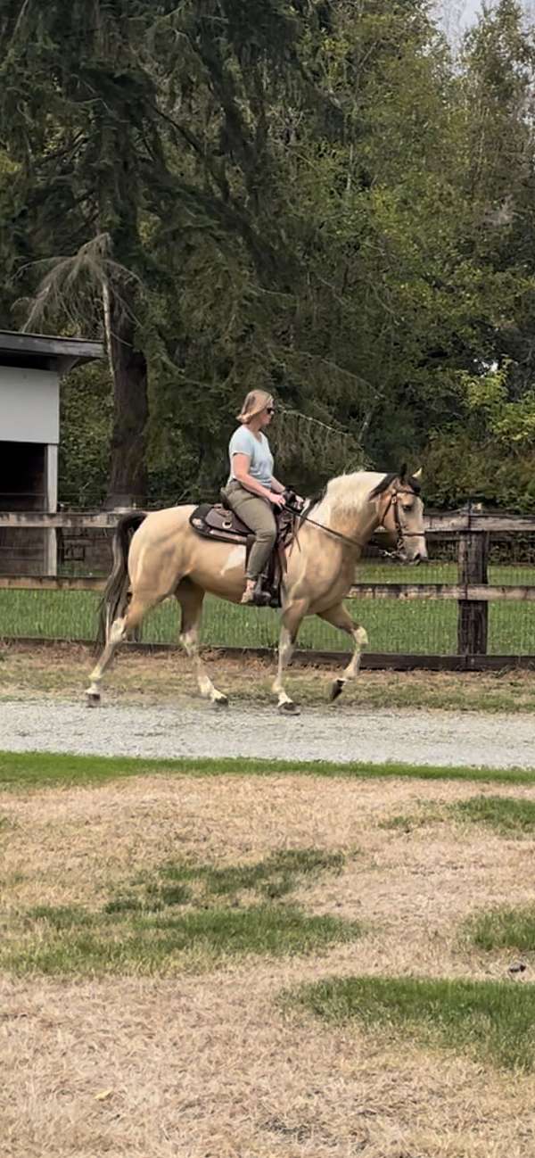 tobiano-horse