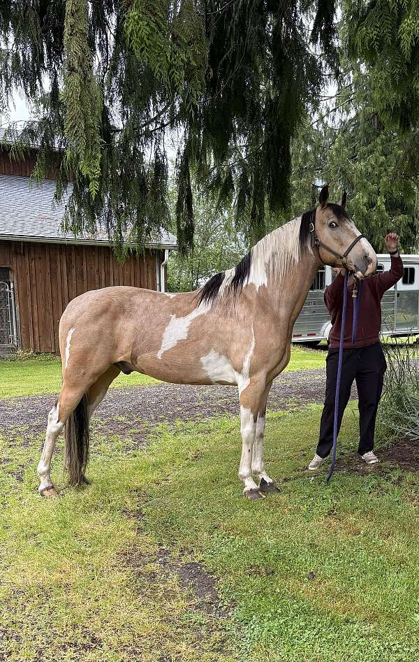 buckskin-tobiano-horse