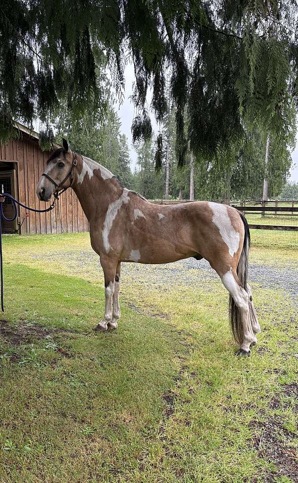 gaited-tennessee-walking-horse