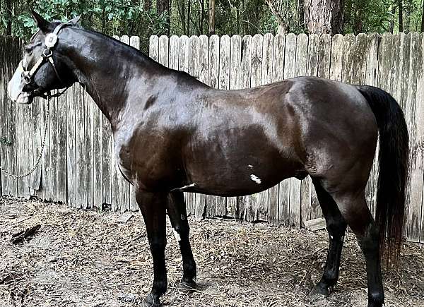 companion-paint-horse
