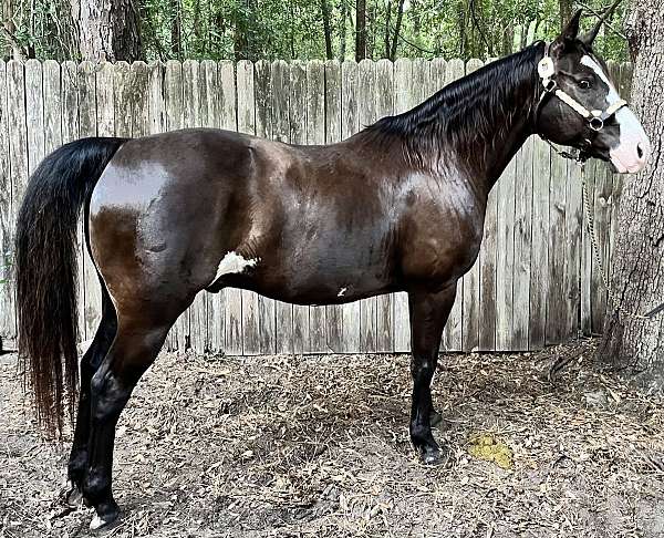 all-around-paint-horse
