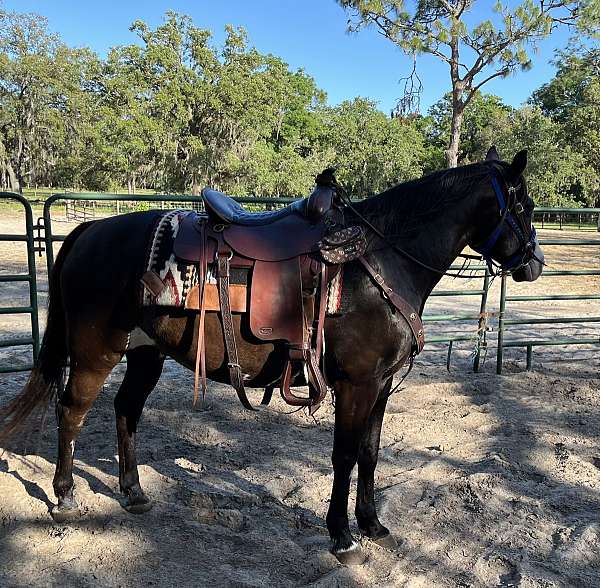 experienced-paint-horse