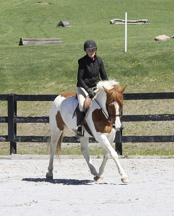 paint-stripe-horse