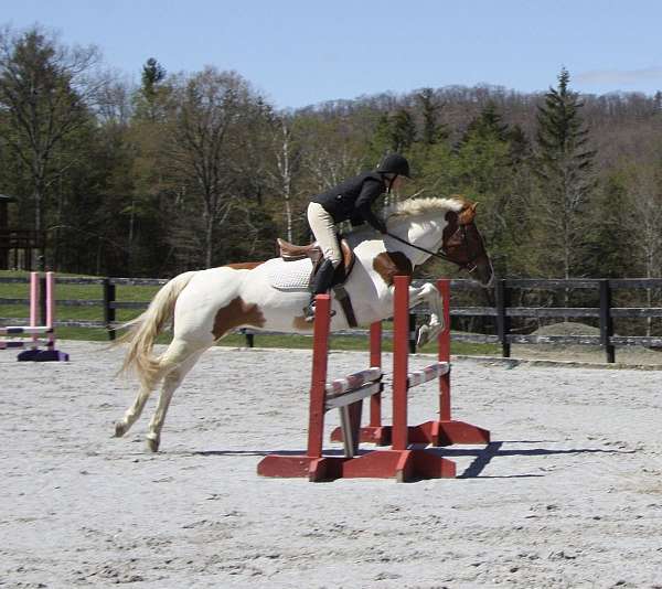 chestnut-paint-stripe-horse