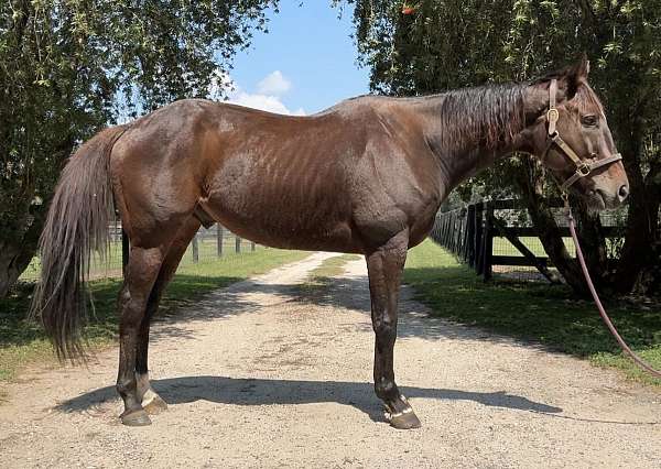 bay-strar-socks-horse