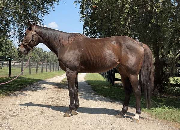 strar-socks-horse