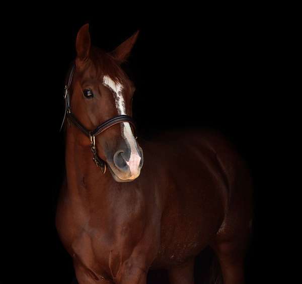cutting-reined-cow-colt-gelding