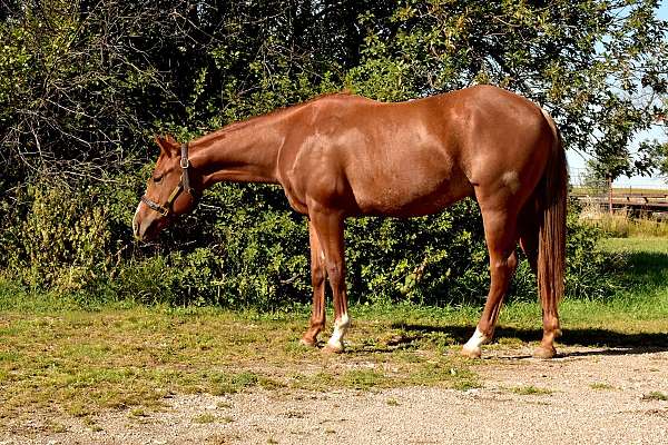 cutting-reined-cow-horse