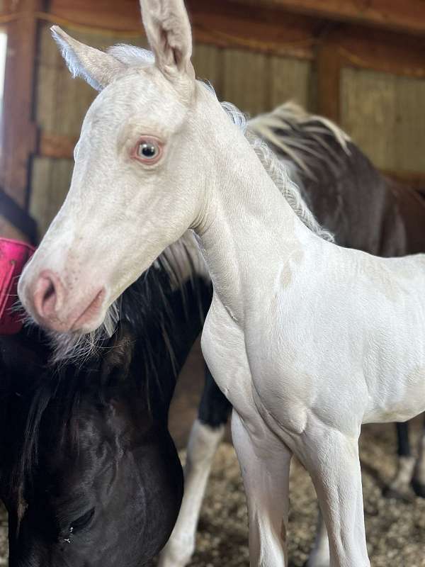 champagne-jumping-horse