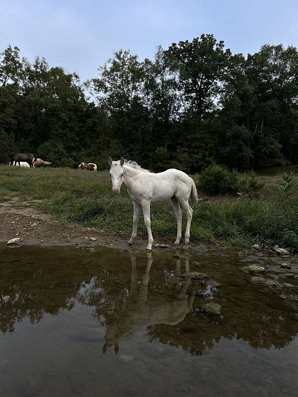 champagne-hunter-horse