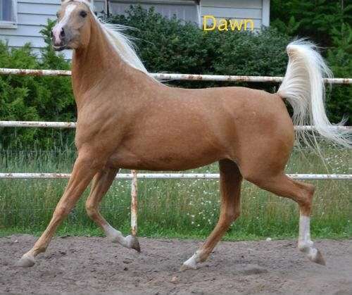 palomino-broodmare-half-arabian-horse