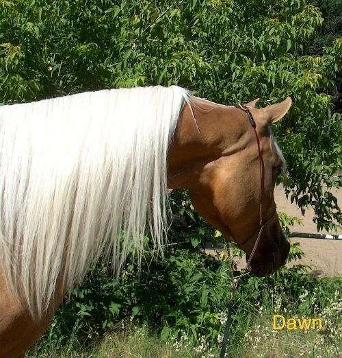 palomino-broodmare-horse