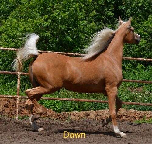 palomino-broodmare-mare